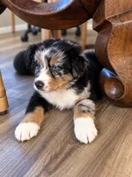 Jack , a male Australian Shepherd for sale in Phelan, CA – 5 of 5