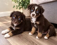 Red girl , a female Australian Shepherd for sale in Phelan, CA – 5 of 5