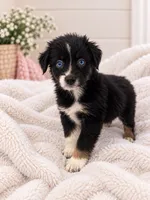 Minnie , a female Australian Shepherd for sale in Phelan, CA – 4 of 5