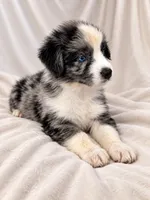 Patch, a male Australian Shepherd for sale in Phelan, CA – 2 of 5