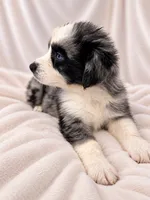 Patch, a male Australian Shepherd for sale in Phelan, CA – 5 of 5