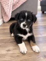 Minnie , a female Australian Shepherd for sale in Phelan, CA – 2 of 5
