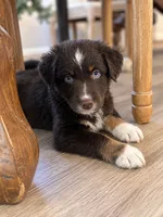 Red boy , a male Australian Shepherd for sale in Phelan, CA – 3 of 5