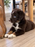 Red boy , a male Australian Shepherd for sale in Phelan, CA – 5 of 5