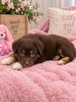 Red girl , a female Australian Shepherd for sale in Phelan, CA – 4 of 5