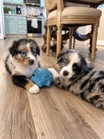 Patch, a male Australian Shepherd for sale in Phelan, CA – 4 of 5