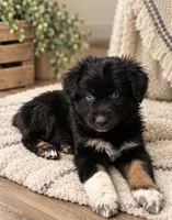 KG1 , a female Australian Shepherd for sale in Phelan, CA – 4 of 4
