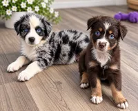Patch, a male Australian Shepherd for sale in Phelan, CA – 3 of 5