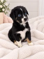 Minnie , a female Australian Shepherd for sale in Phelan, CA – 3 of 5