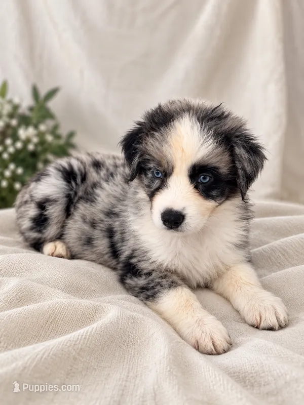 Patch – Australian Shepherd puppy for sale in Phelan, CA