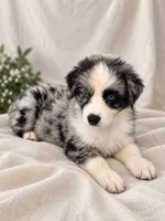 Patch, a male Australian Shepherd for sale in Phelan, CA – 1 of 5