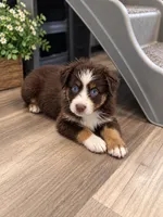 Q, a male Australian Shepherd for sale in Phelan, CA – 5 of 6