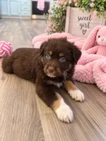 Red girl , a female Australian Shepherd for sale in Phelan, CA – 3 of 5