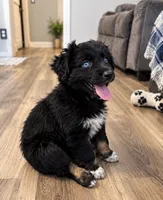 KB1, a male Australian Shepherd for sale in Phelan, CA – 3 of 3