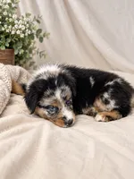 Jack , a male Australian Shepherd for sale in Phelan, CA – 3 of 5