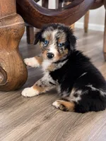 Jack , a male Australian Shepherd for sale in Phelan, CA – 4 of 5