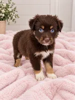 Red girl , a female Australian Shepherd for sale in Phelan, CA – 2 of 5