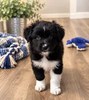 KB2, a male Australian Shepherd for sale in Phelan, CA – 5 of 5