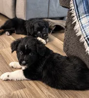 KB2, a male Australian Shepherd for sale in Phelan, CA – 2 of 5
