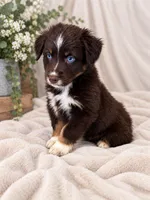 Red boy , a male Australian Shepherd for sale in Phelan, CA – 2 of 5