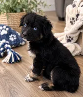KB1, a male Australian Shepherd for sale in Phelan, CA – 2 of 3