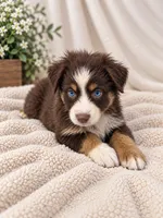 Q, a male Australian Shepherd for sale in Phelan, CA – 6 of 6