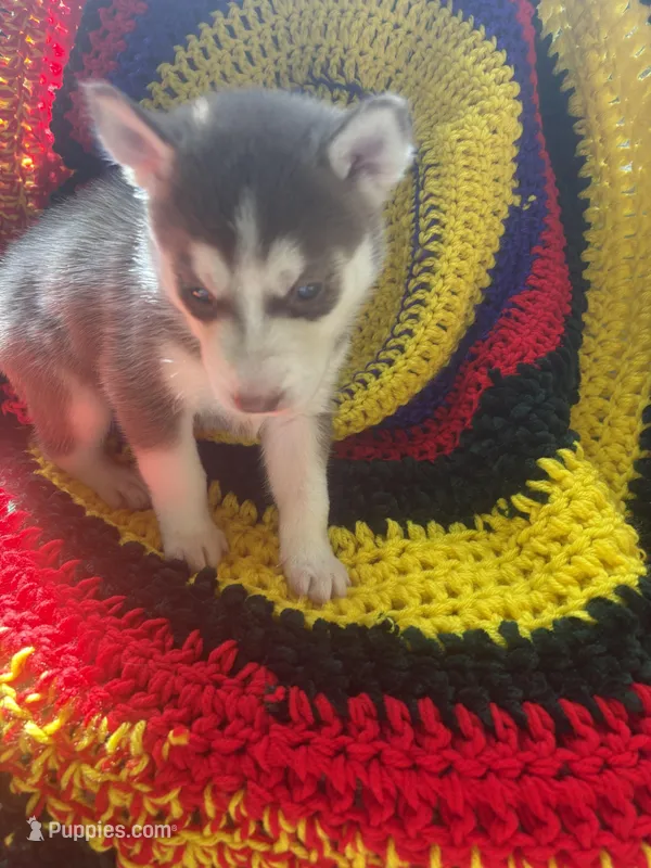 Cashew  – Siberian Husky puppy for sale in New York, NY