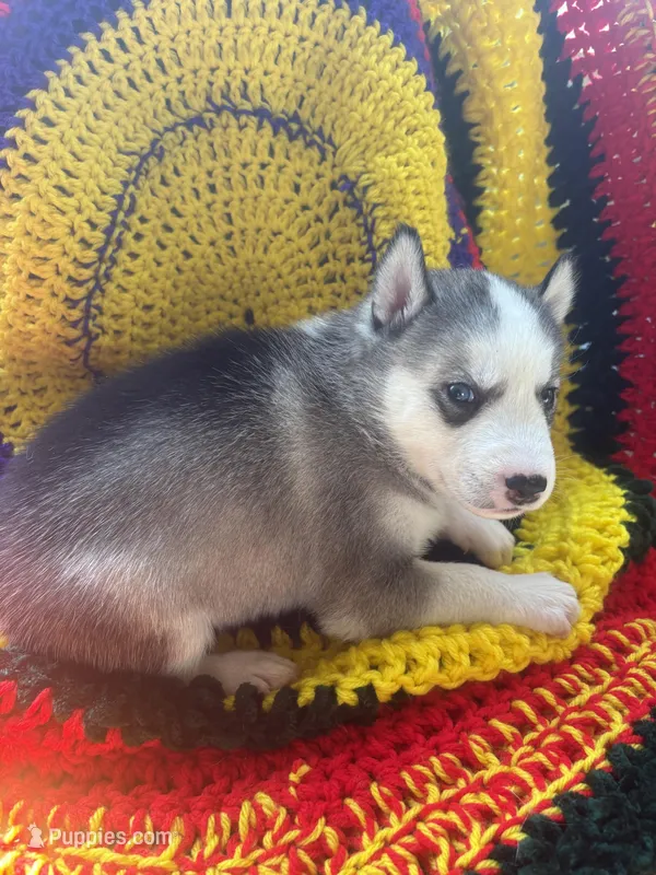 Peanut  – Siberian Husky puppy for sale in New York, NY
