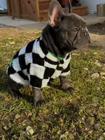 Rylo, a male French Bulldog for sale in Findlay, OH – 7 of 8