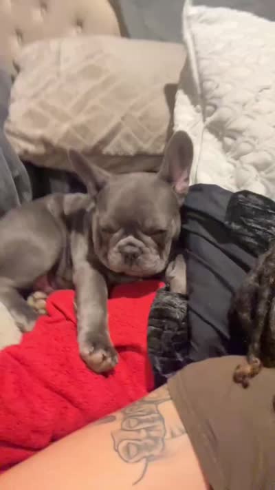 Rylo, a male French Bulldog for sale in Findlay, OH – 3 of 8
