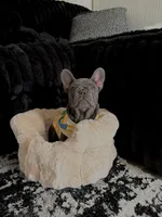Rylo, a male French Bulldog for sale in Findlay, OH – 4 of 8
