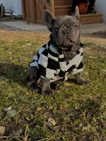 Rylo, a male French Bulldog for sale in Findlay, OH – 5 of 8