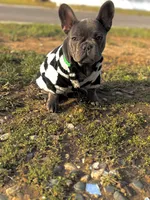Rylo, a male French Bulldog for sale in Findlay, OH – 6 of 8