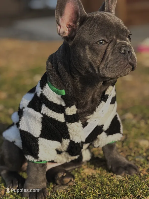 Rylo – French Bulldog puppy for sale in Findlay, OH