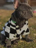 Rylo, a male French Bulldog for sale in Findlay, OH – 1 of 8