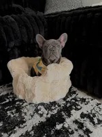 Rylo, a male French Bulldog for sale in Findlay, OH – 8 of 8