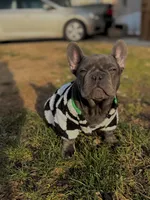 Rylo, a male French Bulldog for sale in Findlay, OH – 2 of 8