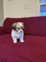 Pepper, a female Havanese for sale in Asheville, NC – 3 of 3