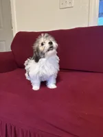 Pepper, a female Havanese for sale in Asheville, NC – 2 of 3