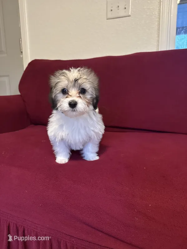 Pepper – Havanese puppy for sale in Asheville, NC