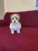 Pepper, a female Havanese for sale in Asheville, NC – 1 of 3