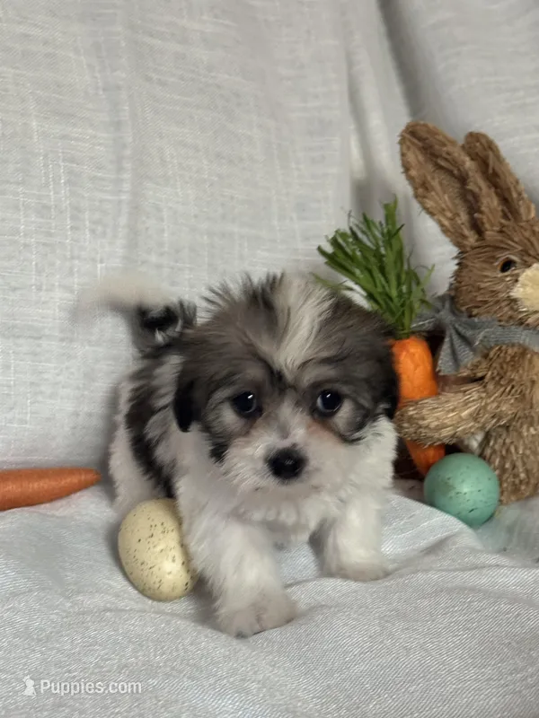 Pepper – Havaton puppy for sale in Asheville, NC