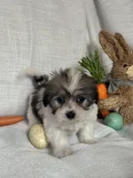 Pepper, a female Havaton for sale in Asheville, NC – Photo 1 of 2