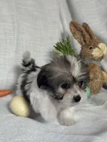 Pepper, a female Havaton for sale in Asheville, NC – Photo 2 of 2