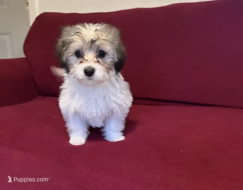 Pepper – Havanese puppy for sale in Asheville, NC
