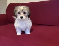 Pepper, a female Havanese for sale in Asheville, NC – 1 of 3