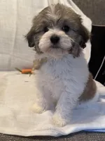 Cashew, a male Havaton for sale in Asheville, NC – Photo 2 of 4