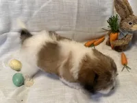 Cashew, a male Havaton for sale in Asheville, NC – Photo 4 of 4