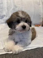 Cashew, a male Havaton for sale in Asheville, NC – Photo 3 of 4