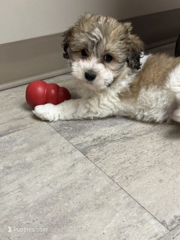 Cashew – Havaton puppy for sale in Asheville, NC